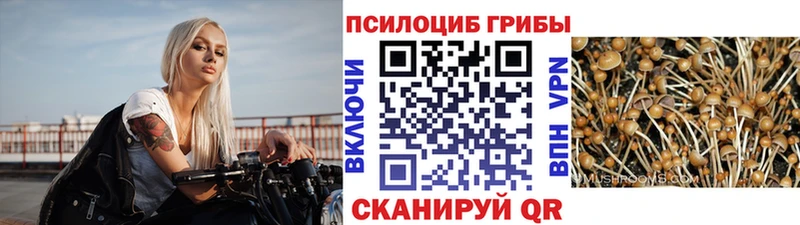 Купить где  Киселёвск  Галлюциногенные грибы ЛСД 